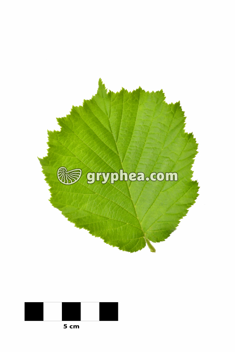 Noisetier - feuille sur fond blanc (Coryllus avellana) - gryphea.com